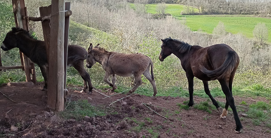 le gîte des Monts à St-izaire en Aveyron, ânes et chevaux